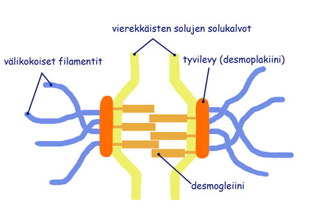 Desmosomi