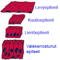 solunetti: Yhdenkertaiset epiteelit