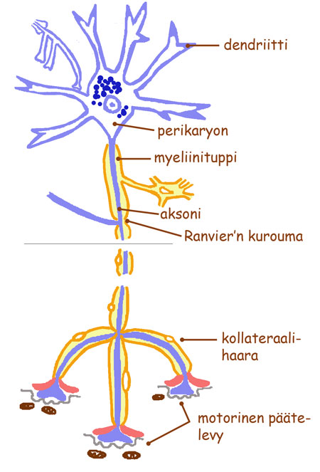 Neuroni histologia