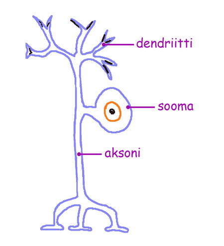 Neuroni histologia