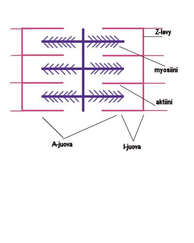 Sarkomeerin rakenne