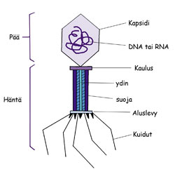 dna rakenne