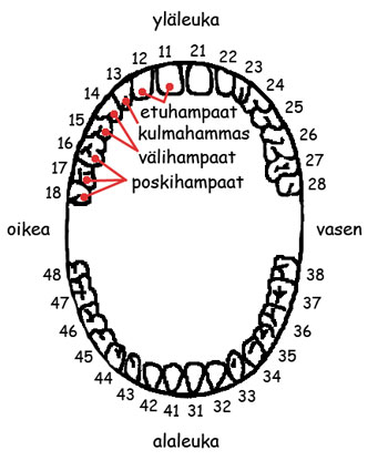 Solunetti Tand Hammas Tooth Dens