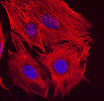 Falloidiini-546, DAPI